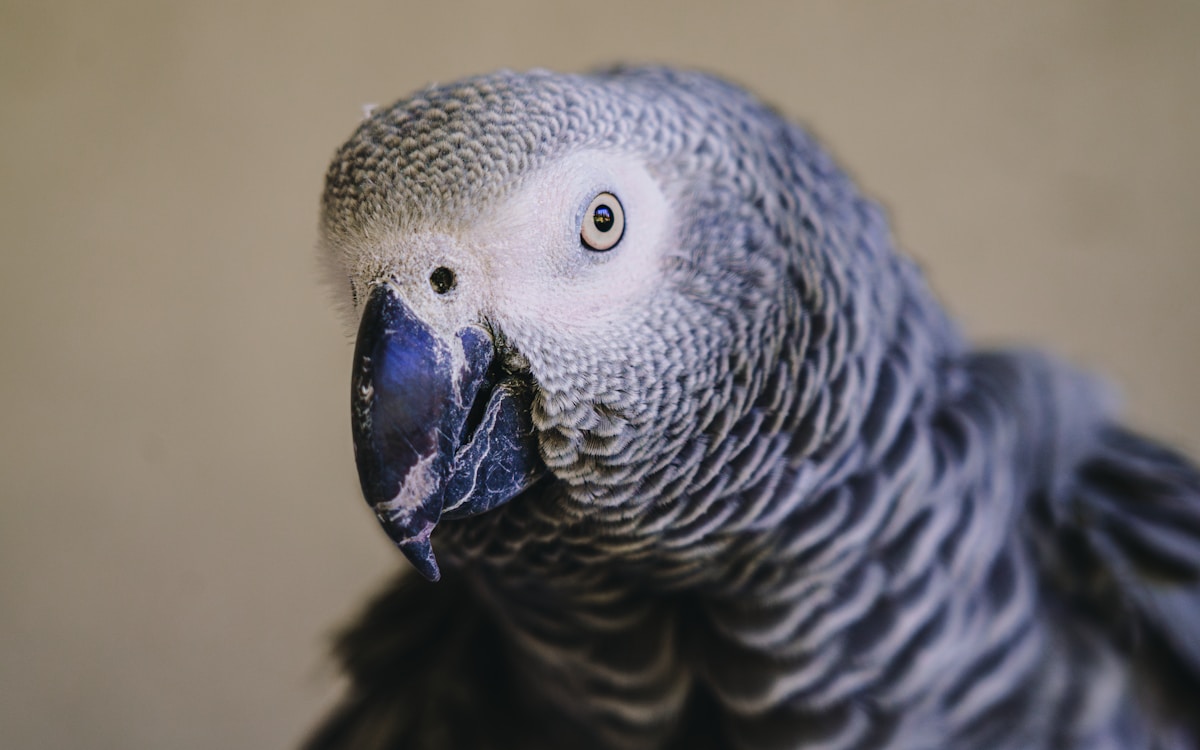 African grey parrot — population collapsed by up to 99% in parts of Ghana despite CITES trade bans