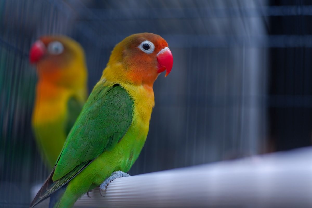 Captive-bred lovebirds — a success story where legal breeding eliminated the incentive for wild poaching