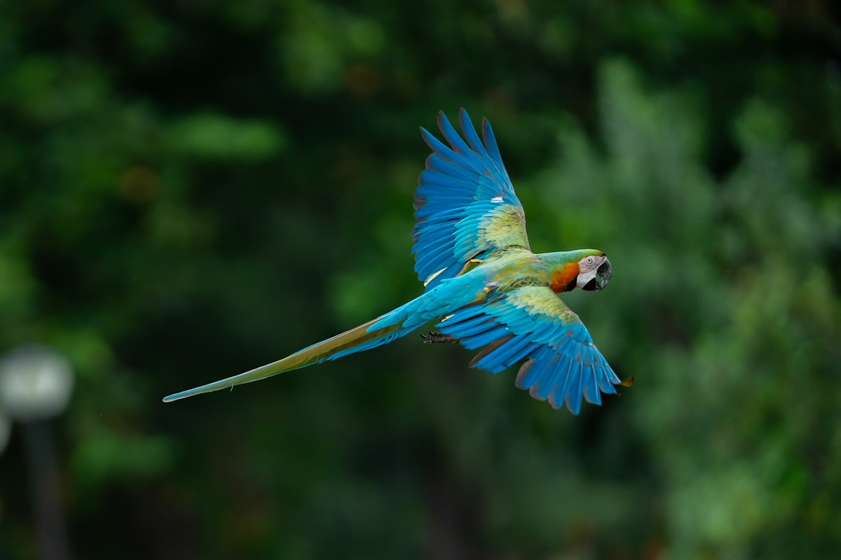 Parrots in flight — the future of parrot conservation depends on honest collaboration between breeders and institutions
